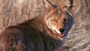 Horned Lizard shoots blood from eyes