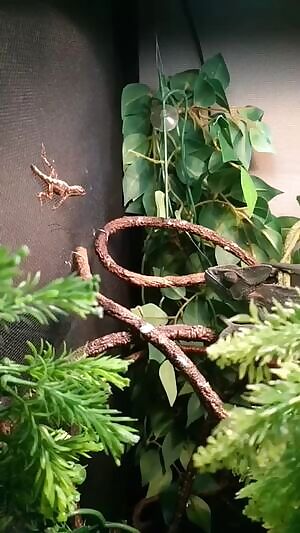 My Chameleon eating a lizard in 60fps SlowMotion