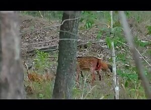 Chital Deer trying to defend his asshole from a pair of Dholes
