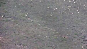 Egret chick gets stabbed to death by its own siblings