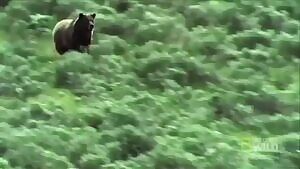 Aaaaand this is why you never try to outrun a bear