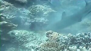 Whitetip Reef Sharks destroying a Moray Eel