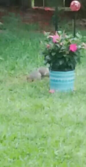 Omfg help! I am trying to attract BIRDS