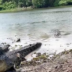 Crocodile sneaks up on a female and death rolls her