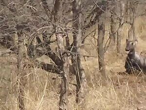 Nilgai getting eaten alive by an Asiatic Lion