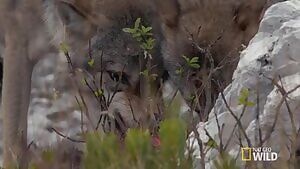 Wolves fighting over a Chamois carcass