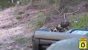 Unborn impala torn from womb by African Painted Dog