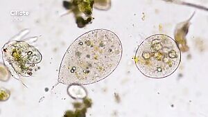 Ciliate explodes and dies