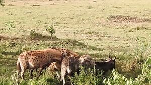 Spotted hyenas munching on a young Wildebeest