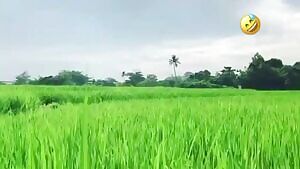 Green fields and a wild ass appears