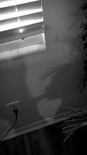 hidden in the shadows