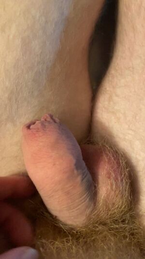 Precum Lovers Cum Solo