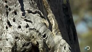 Hard-working Acorn Woopecker trying to defend its granary from a greedy bastard