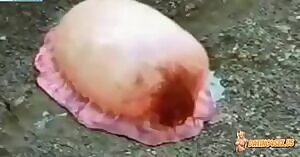 Strange Japanese Sea Creature