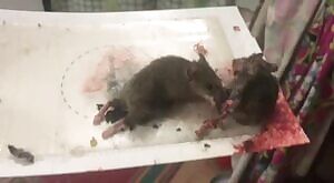 While visiting my grandparents, decided to exterminate some mice which were fighting loudly on a kitchen floor. One mouse got stuck on a glue mat -- its nemesis found it helpless and carefully nipped it to death before getting stuck itself.