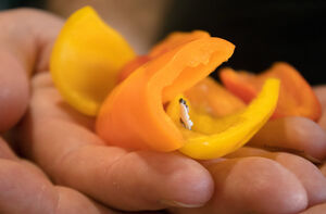 Food Play Amateur Close Up Fetish