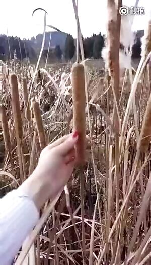 Opening a Cattail Plant
