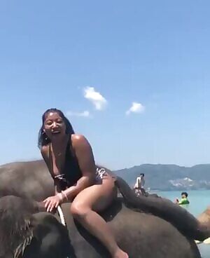 When elephant knows what it wants