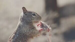 California Ground Squirrel munching on a mouse
