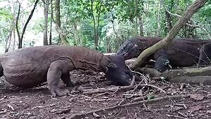 Komodo Dragons spilling a live Boar's guts