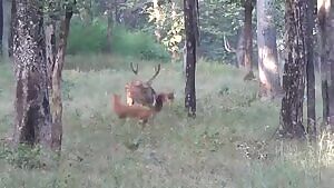 A Chital Deer desperately attempts to defend his missing asshole from a pair of Dholes