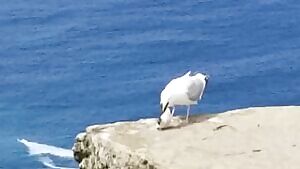 Gull swallows a puffin whole