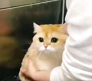 Cute pussy treated gently