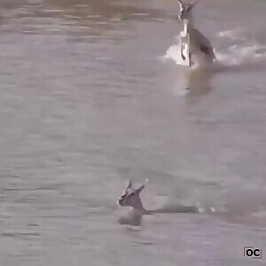 Nile croc pursuing gazelle in water:)