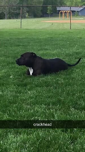 I'm really bored, so here's me rubbing my cock :) pms welcome