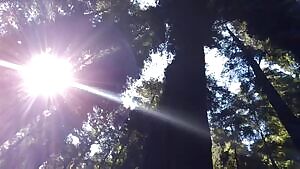 holdthemoan - Got wood?