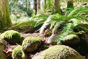 Shaking my tail in the woods! 22