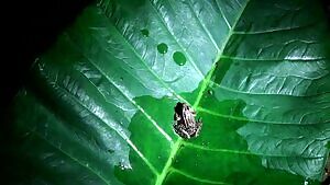 Fringe-lipped Bat catching and eating a frog