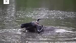 Wildebeest survives a crocodile attack, but ends up as a leopard's meal