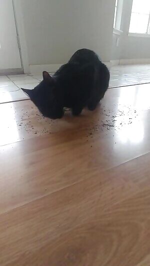 Just one of my adorable cats going ham for catnip :D