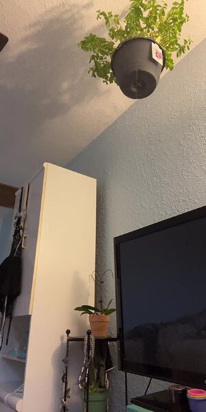 Natural Tits TikTok White Girl