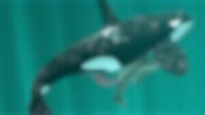 Having a whale of a time