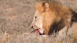 Lion eating what used to be the head of a baby boar