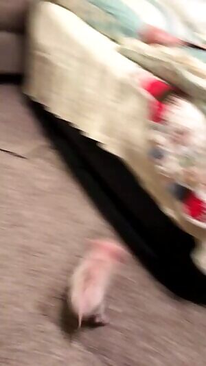 Anikka Albrite & AJ Applegate -Anal fucked