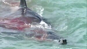 Orcas killing an Elephant Seal