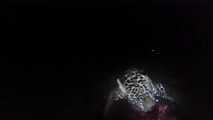 Olive ridley sea turtle getting eaten alive by a Jaguar