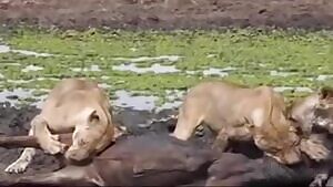 Lions neuter wildebeest