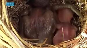 Cuckoo pushes host's egg and hatchling out of nest