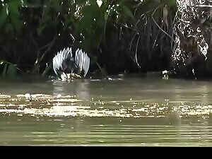 Duck temporarily survives a Snapping Turtle attack