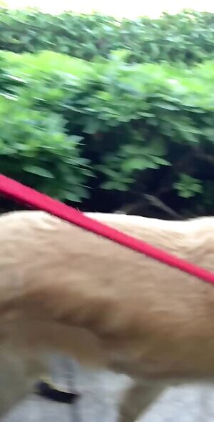 Walking the dog... next time, i'll flash my butt