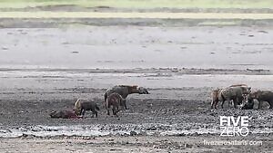 Hyena attempts to fight back while getting eaten alive by a fellow clan member