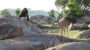 Impala watches as her baby is eaten alive by a baboon